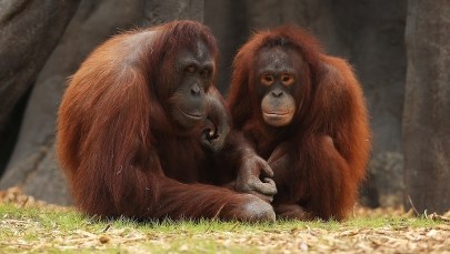 Na początku ludzie naśladowali... orangutany