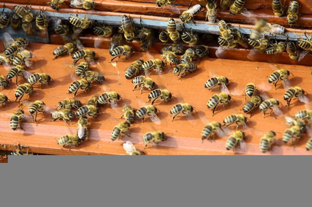 Na Podkarpaciu ule opuściły już pszczoły z pasiek położonych na otwartym terenie, w pobliżu domostw /Tomasz Wojtasik /PAP