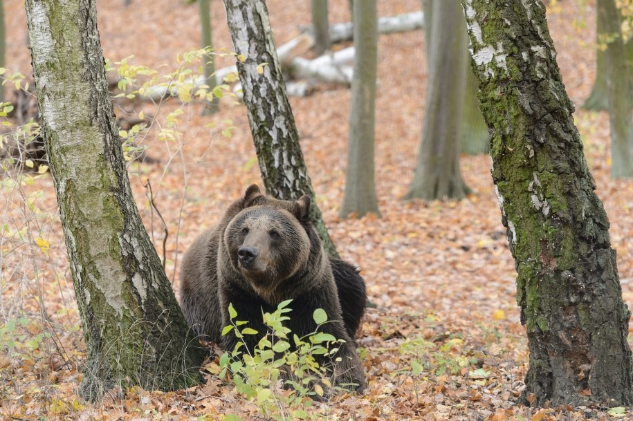 Na Podkarpaciu żyje 90 procent polskiej populacji niedziedzia /Jakub Kaczmarczyk /PAP