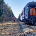 Na Podlasiu pociąg zderzył się z żubrami. Zwierzęta nie żyją