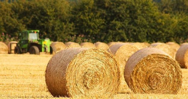 Na podstawie nowych przepisów do rolników powinno trafić z ANR 70 tys. ha państwowej ziemi /&copy;123RF/PICSEL