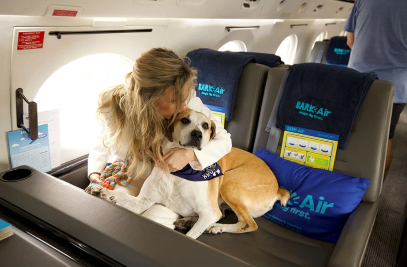 Na pokład samolotów linii lotniczych Bark Air można wejść razem z psami. Zwierzęta będą miały zapewnione wszelkie wygody. /Bark Air /materiał zewnętrzny