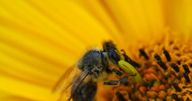 Na północy Europy ginie najwięcej pszczół /&copy; Panthermedia