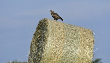 Na polskich polach zaroiło się od ptaków. Jest tu coś, czego szukały