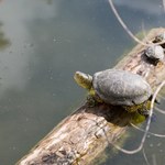 Na południu Polski znaleźli puste skorupy. Ruszyła akcja poszukiwawcza
