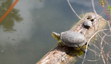 Na południu Polski znaleźli puste skorupy. Ruszyła akcja poszukiwawcza