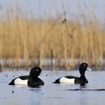Na pomoc kaczkom. Nad Bzurą ustawiono specjalne kosze lęgowe