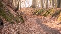 Na Pomorzu powstała pierwsza ścieżka terapii leśnej