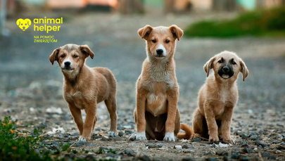 Na Pomorzu rusza 112 dla zwierząt. "To rewolucja"