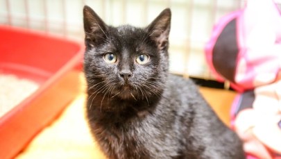 Na ponad godzinę zatrzymał tramwaj, by ocalić kota. Motorniczy z Łodzi nagrodzony