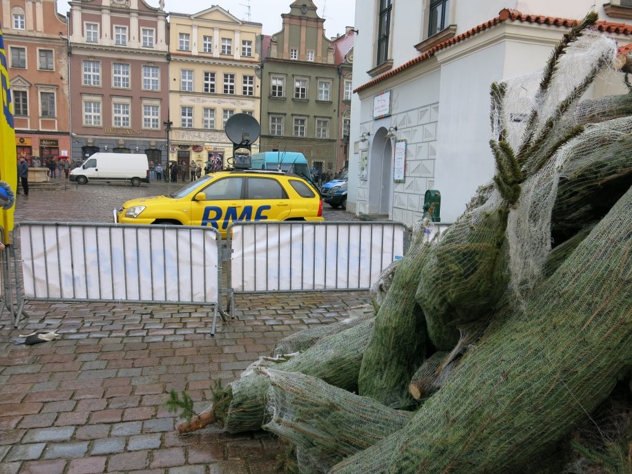 Na poznańskim Starym Rynku rozdamy dziś tysiąc choinek /Jacek Skóra /RMF FM