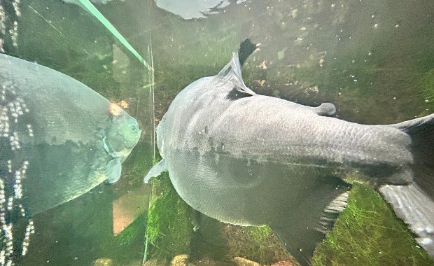 Na ratunek 40-letniej Kaśce. Pękło akwarium najstarszej piranii w Polsce