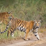 Na ratunek dzikim kotom. NASA pomoże śledzić tygrysy przez satelitę
