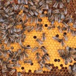 Na ratunek pszczołom, pestycydy znikną z europejskich upraw?