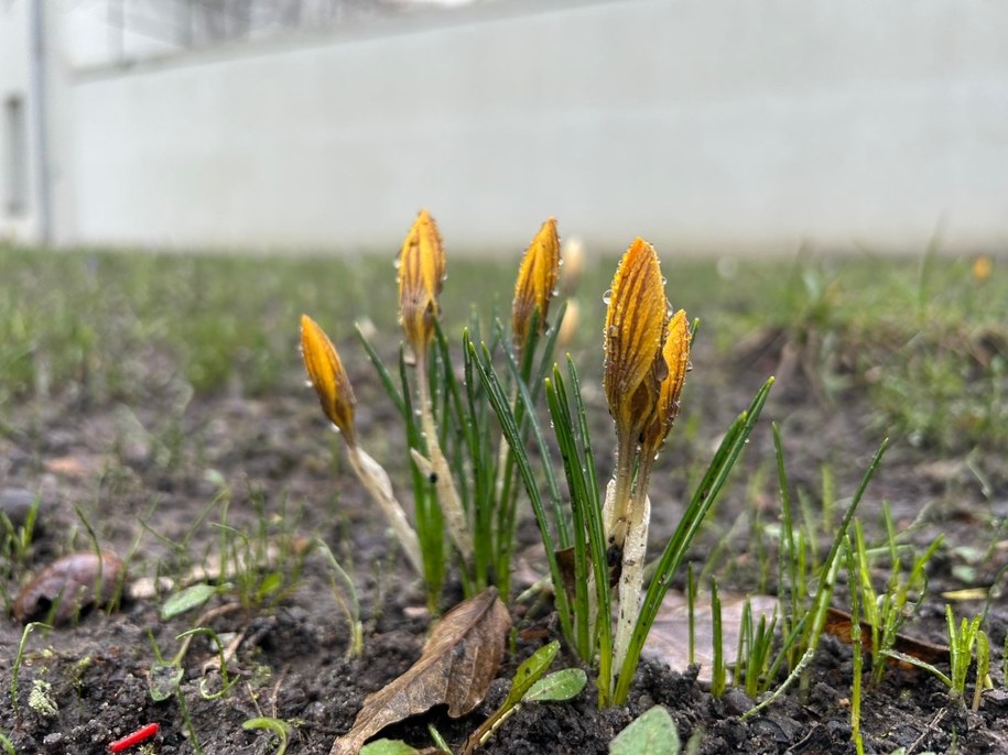 Na razie można zobaczyć kwiaty wczesnej odmiany krokusów. /Aneta Łuczkowska /RMF FM - reporter