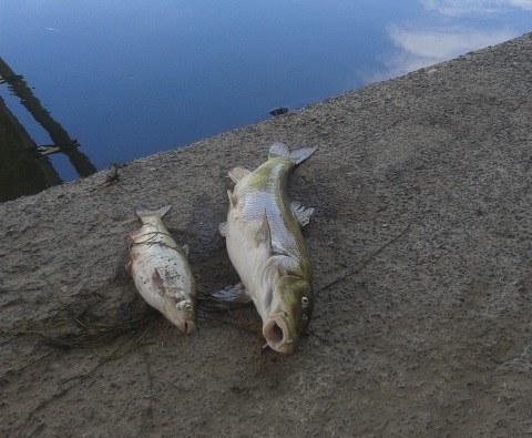 Na razie nie wiadomo, co zabiło ryby /Bartłomiej Paulus /RMF FM