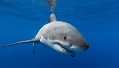 Na rekiny… eksmisja. Żarłacze białe unikają miejsc, w których zostały złowione