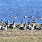 Na rozlewiska wracają setki tysięcy ptaków. Przyrodnicy nie mają dobrych wieści