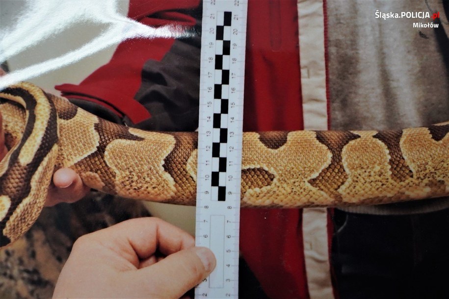 Na ruszającą paczkę zwrócił uwagę konduktor /Policja Śląska /Policja