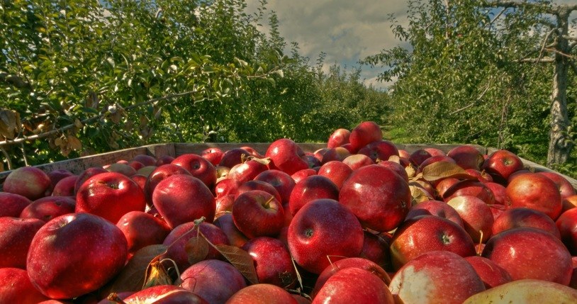 Na rynku jabłek zjawisko "czystego rynku" czyli płynnego wyczerpania zapasów /123RF/PICSEL
