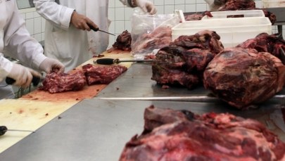 Na rynku jest tona dziczyzny, która może być zakażona włośnicą