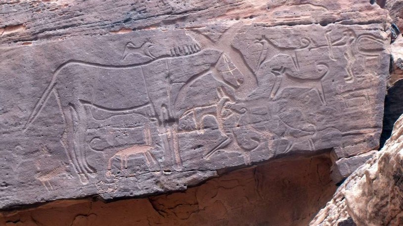 Na rysunkach naskalnych znalezionych w Arabii Saudyjskiej zaobserwowano liczne nietypowe gatunki zwierząt /materiały prasowe