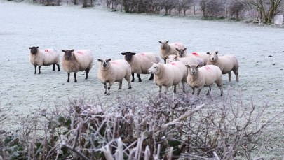 Na Sardynii nasilają się protesty hodowców owiec