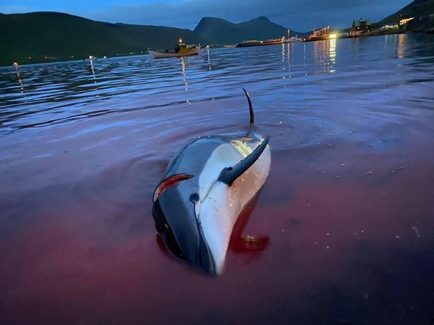 Na skutek protestów rząd Wysp Owczych wprowadził ograniczenia w polowaniach na delfiny /	Sea Shepherd/ABACA /PAP