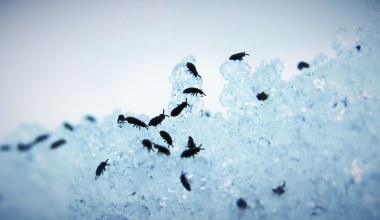 Na śniegu były ich tysiące. Leśnicy pokazali nagranie