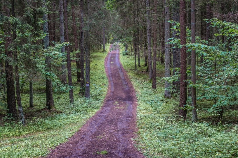 Na spacer najlepiej wybrać gęsty las, w którym występuje różnorodne rośliny /123RF/PICSEL