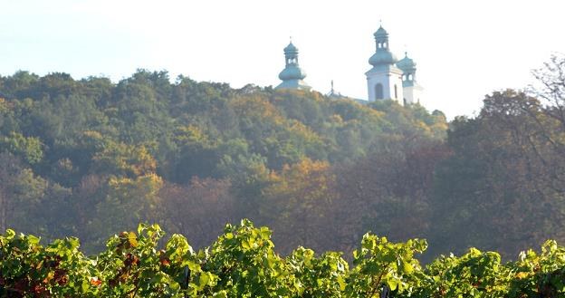 Na Srebrnej Gorze odmiana REGENT Fot. M. Lasyk /Reporter