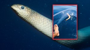 Na środku oceanu natknął się na węża. Widok mrozi krew w żyłach