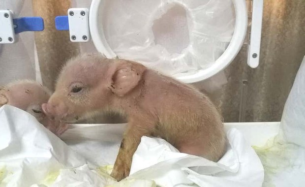 Na świat przyszły pierwsze chimery świni i małpy. Dlaczego tak szybko zdechły?