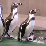 Na świąteczny spacer do śląskiego zoo. Pingwiny korzystają już z zewnętrznego basenu