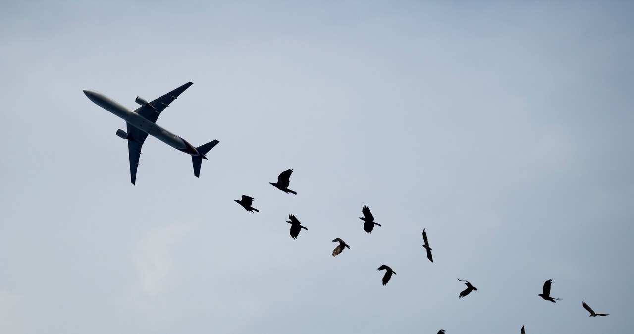 Na świecie coraz częściej dochodzi do wypadku samolotów z udziałem ptaków /Zdjęcie ilustracyjne /123RF/PICSEL