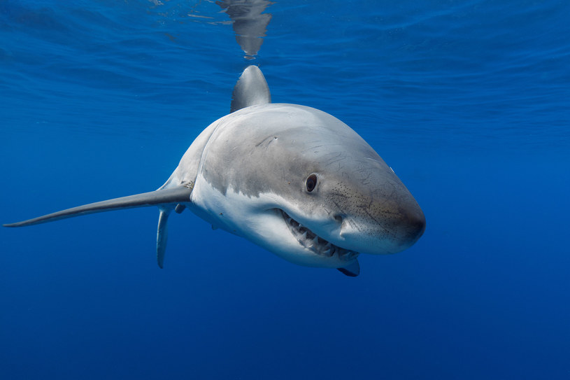 Na świecie rocznie notowanych jest ok. 100 ugryzień człowieka przez rekina /123RF/PICSEL