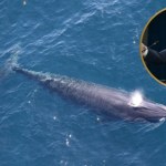 Na świecie są tylko 44 takie wieloryby. USA wytępią je w imię ropy