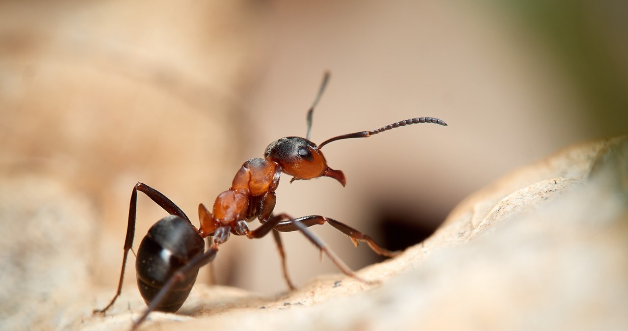 Na świecie występują mrówki, których ugryzienie może skończyć się śmiercią /123RF/PICSEL