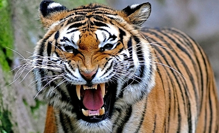 Na świecie zostało około 2,5 tys. tygrysów bengalskich. W Japonii jest mniej niż 70 aktorów porno. Tym ostatnim naprawdę grozi wyginięcie! /materiały prasowe