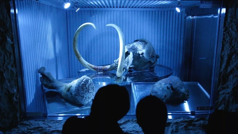 Na Syberii odkryto zachowane w idealnym stanie szczątki mamuta. Posłuży do klonowania /Geekweek