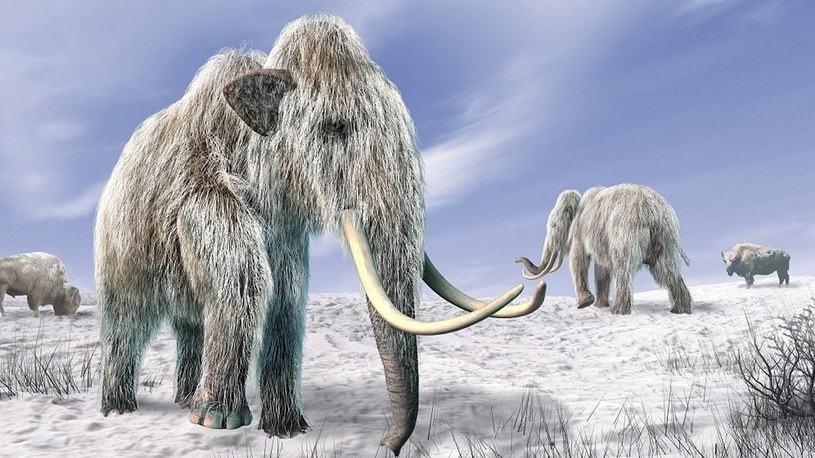 Na Syberii powstaje pierwszy na świecie park mamutów i innych wymarłych zwierząt /Geekweek