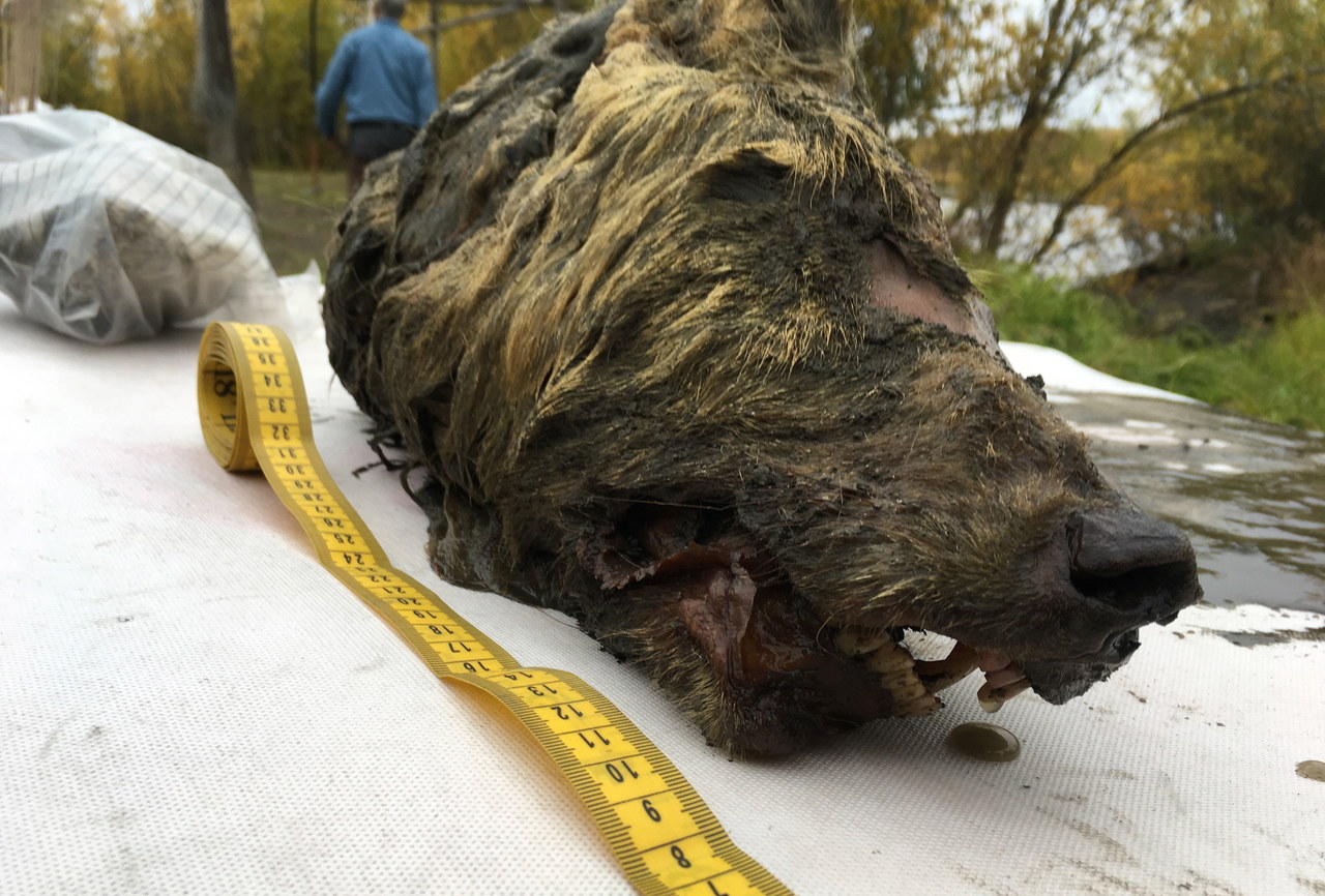 Na Syberii znaleziono głowę wilka sprzed 40 tysięcy lat