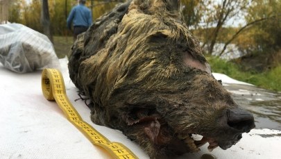 Na Syberii znaleziono głowę wilka sprzed 40 tysięcy lat
