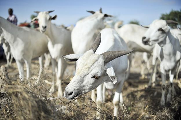 Na Sycylii koza pracuje jako ogrodnik /AFP