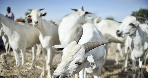Na Sycylii koza pracuje jako ogrodnik /AFP