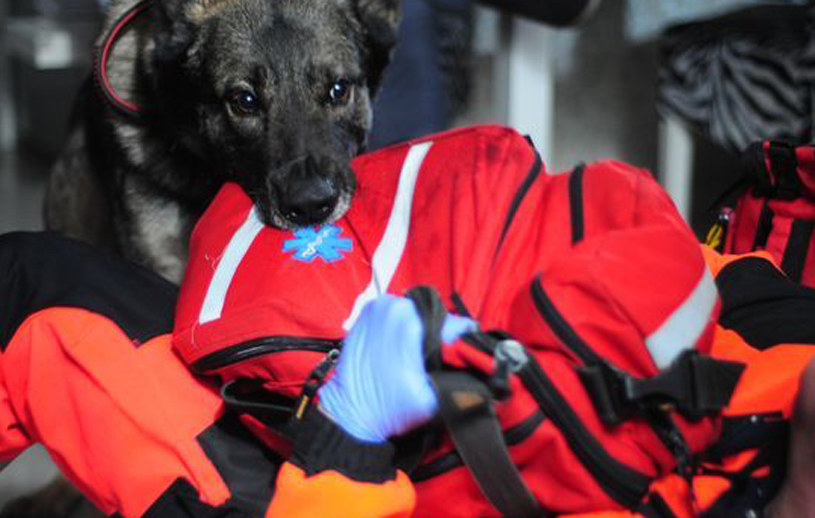 "Na sygnale": Agresywny pies zaatakuje ratowników /www.nasygnale.tvp.pl/