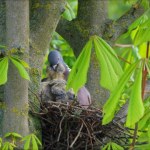 Na te prace w ogrodzie trzeba uważać. Łatwo złamać zakaz związany z ptakami