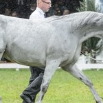 Na tegorocznej aukcji Pride of Poland będzie więcej koni niż rok temu