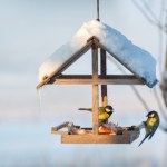 Na ten kolor nigdy nie maluj karmnika. Odstraszysz, zamiast przyciągnąć ptaki