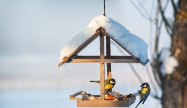 Na ten kolor nigdy nie maluj karmnika. Odstraszysz, zamiast przyciągnąć ptaki